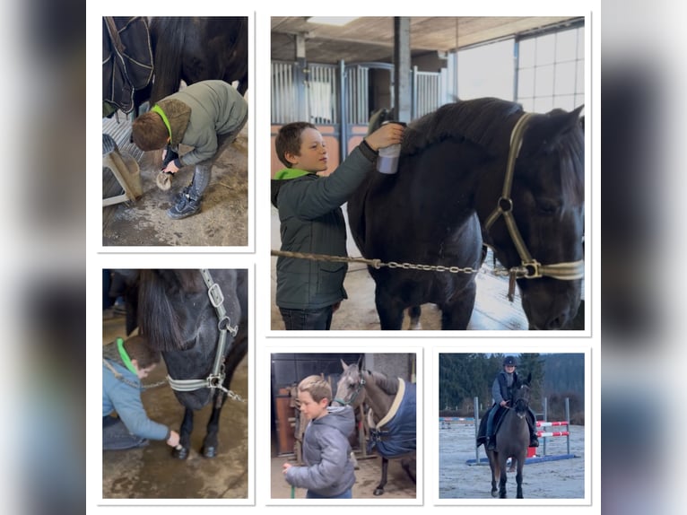 Pony Belga Giumenta 5 Anni 145 cm Grigio ferro in Sprimont