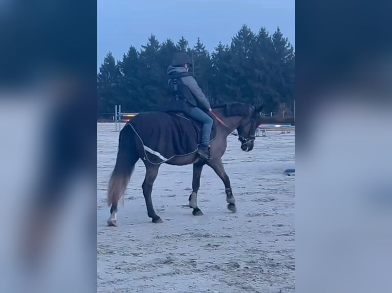 Pony Belga Giumenta 5 Anni 145 cm Grigio ferro in Sprimont