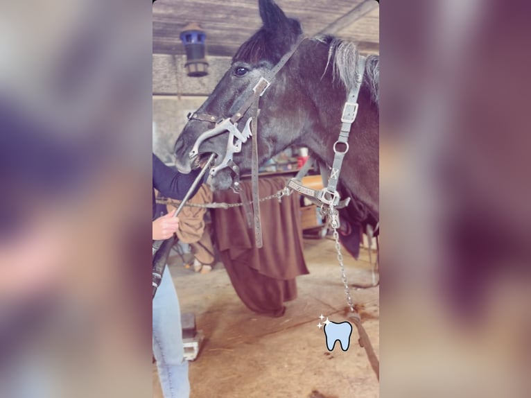 Pony Belga Giumenta 5 Anni 145 cm Grigio ferro in Sprimont