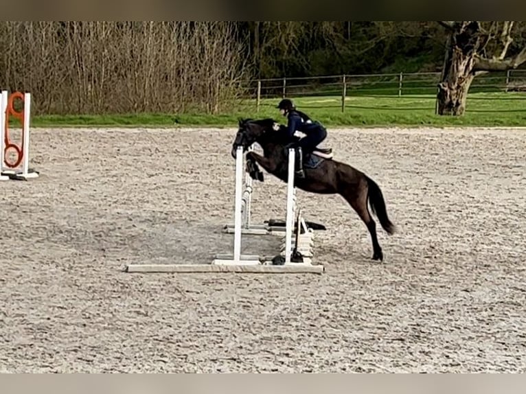 Pony Belga Giumenta 5 Anni 147 cm Grigio in Trooz