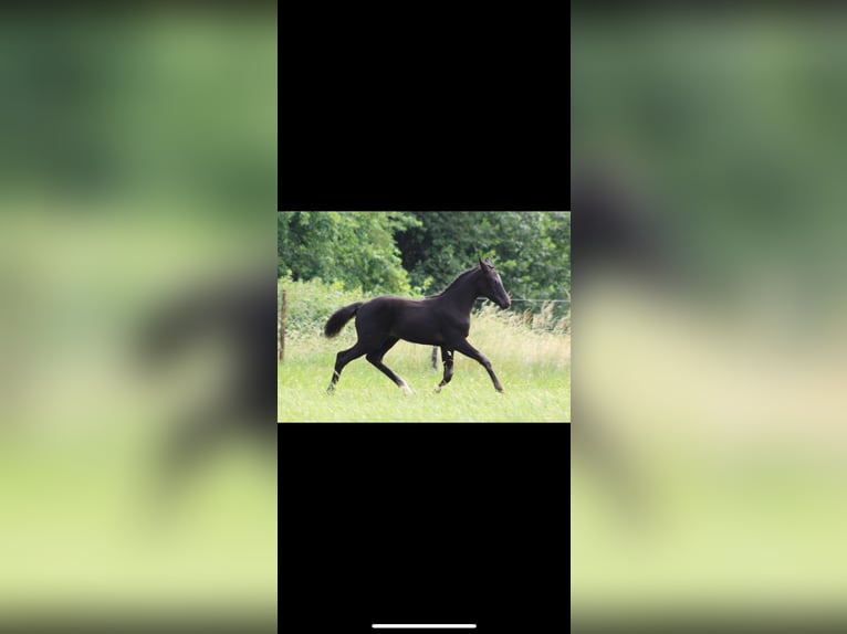 Pony Belga Giumenta 5 Anni 150 cm Morello in Lindlar