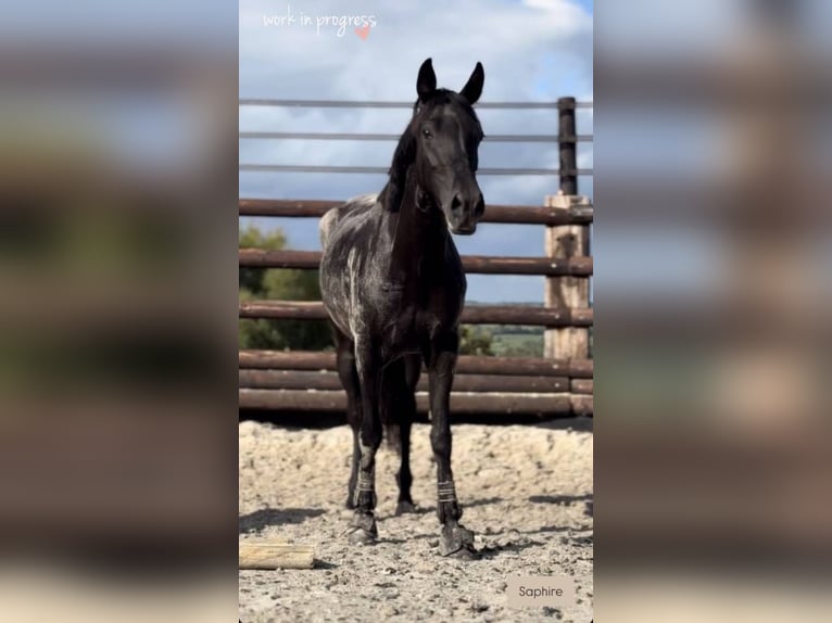 Pony Belga Giumenta 6 Anni 148 cm Morello in Li&#xE8;ge