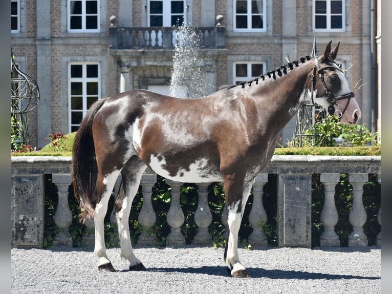 Pony Belga Giumenta 6 Anni 148 cm Pezzato in 1242 satigny