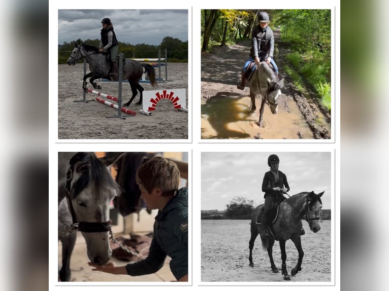 Pony Belga Giumenta 7 Anni 143 cm Grigio pezzato in Trooz