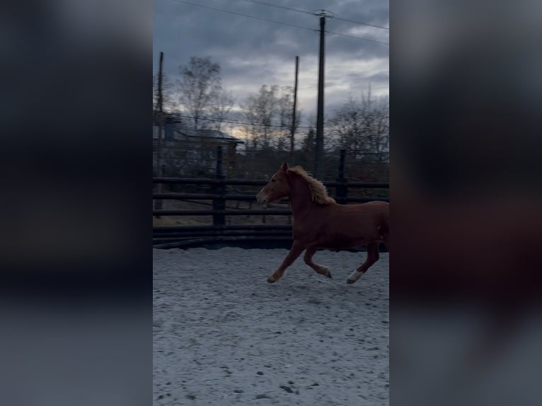 Pony Belga Giumenta 7 Anni 144 cm Sauro in LIEGE