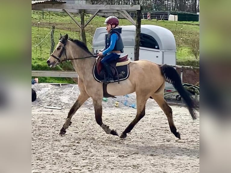 Pony Belga Giumenta 7 Anni 145 cm Baio in Liege