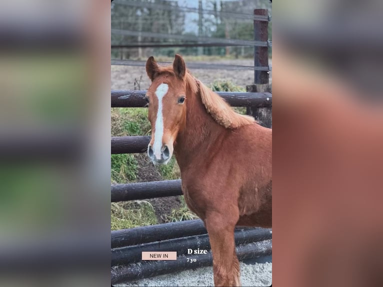 Pony Belga Giumenta 7 Anni 145 cm Sauro in LIEGE