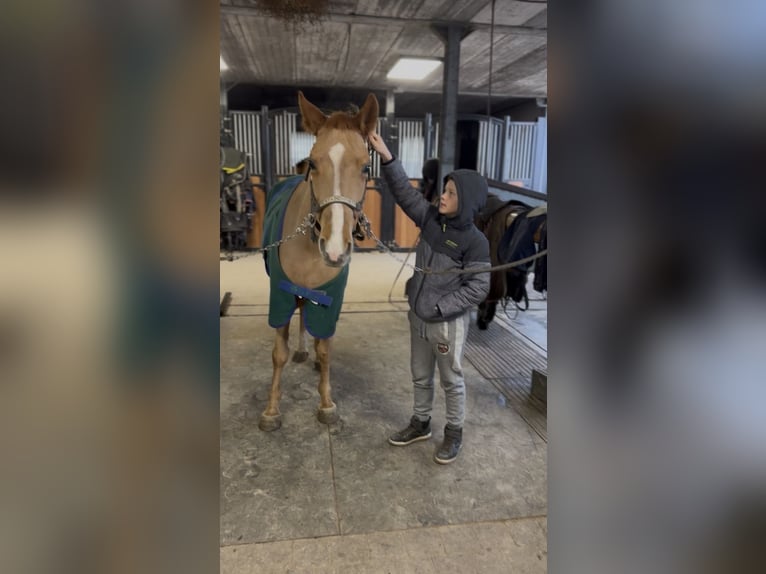 Pony Belga Giumenta 7 Anni 145 cm Sauro in LIEGE