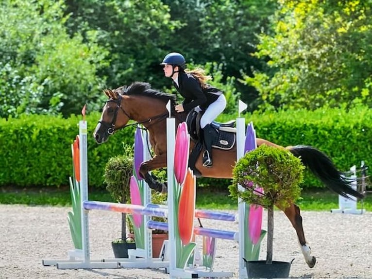 Pony Belga Giumenta 7 Anni 146 cm Baio in Stokrooie