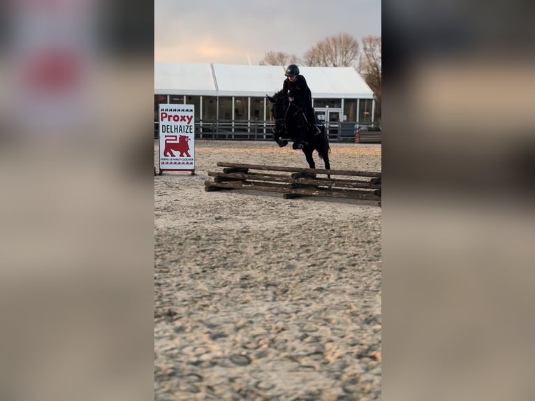 Pony Belga Giumenta 7 Anni 148 cm Morello in Liège