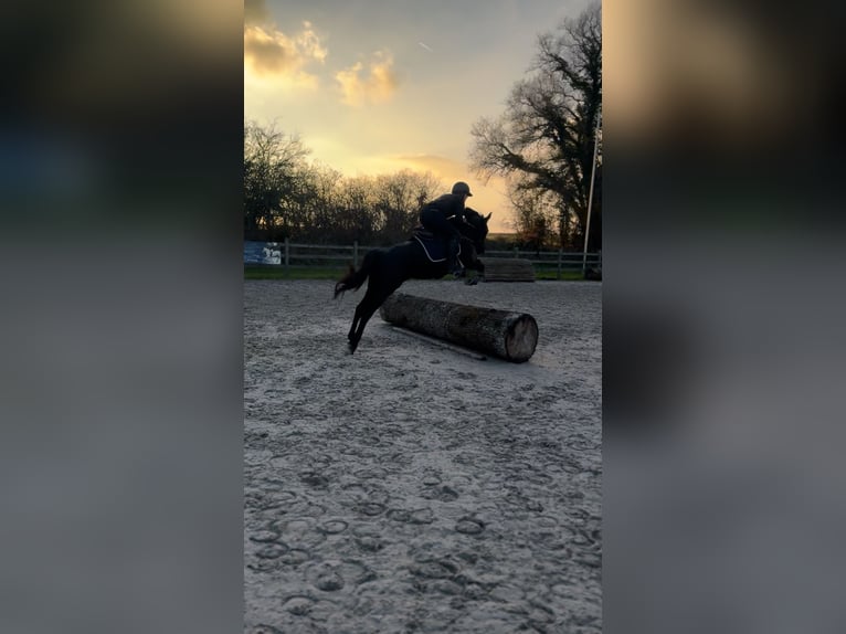 Pony Belga Giumenta 7 Anni 148 cm Morello in Liège