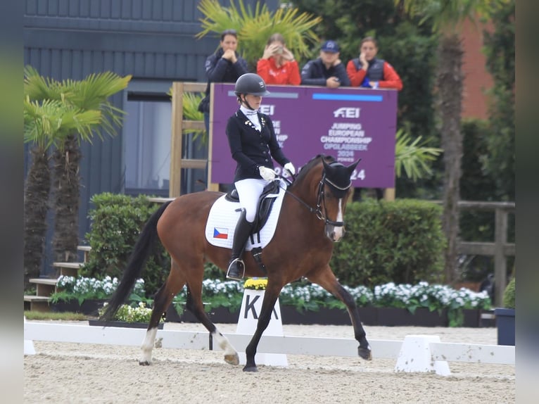 Pony Belga Giumenta 9 Anni 147 cm Baio ciliegia in Hasselt