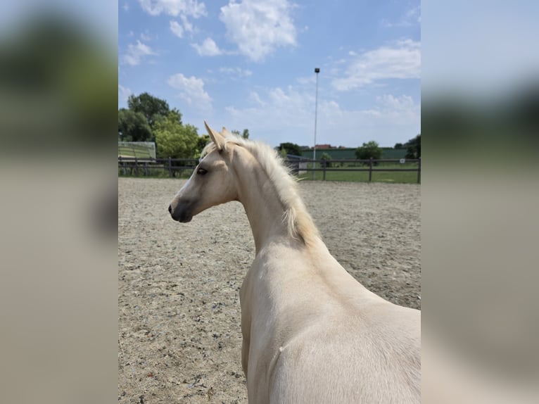 Pony Belga Giumenta Puledri (03/2026) 147 cm Palomino in Poperinge
