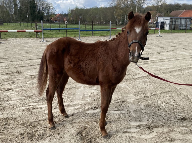 Pony belga Semental 1 año 126 cm  in GROTE-BROGEL