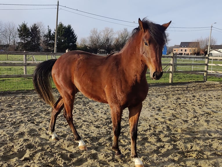 Pony belga Semental 2 años 146 cm Castaño oscuro in Onze-Lieve-Vrouw-Waver