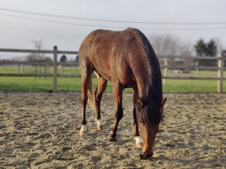 Pony belga Semental 2 años 146 cm Castaño oscuro in Onze-Lieve-Vrouw-Waver