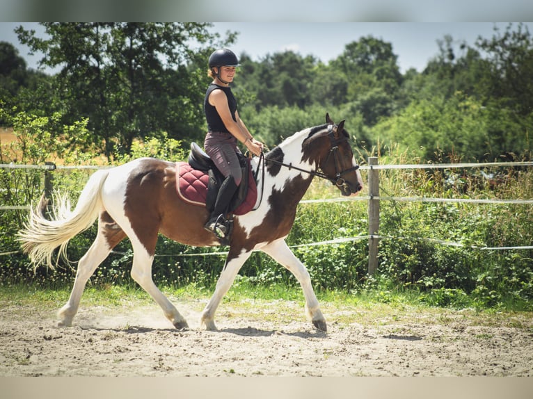 Pony belga Semental 3 años 142 cm  in Chailly-en-Gâtinais