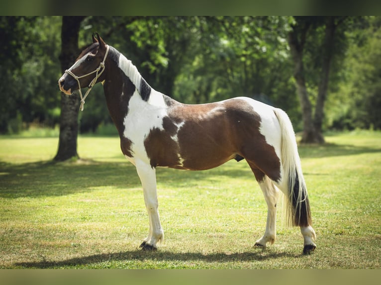 Pony belga Semental 3 años 142 cm  in Chailly-en-Gâtinais