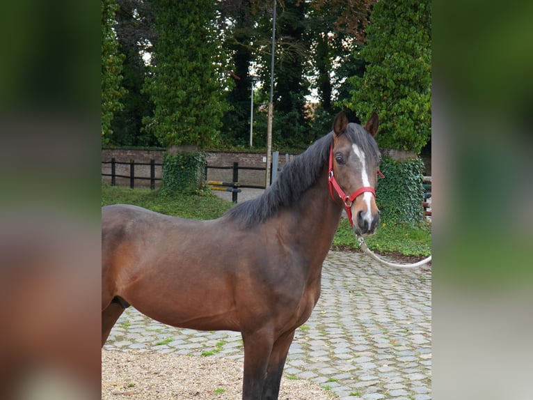 Pony belga Semental 4 años 144 cm Castaño in Herzele