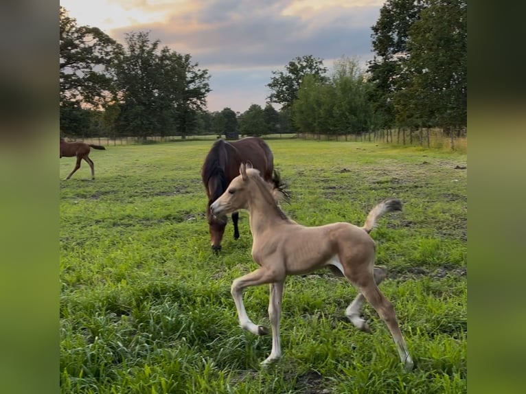 Pony belga Semental Potro (06/2026) 145 cm Palomino in Hasselt