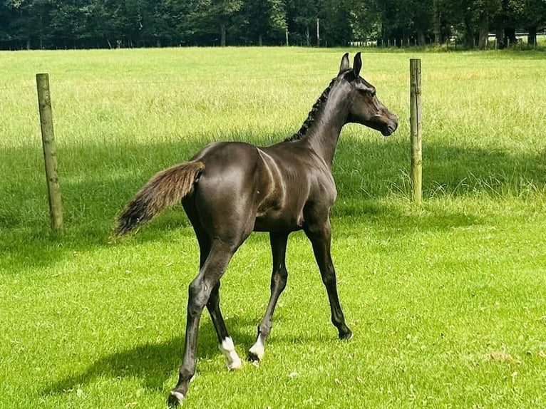 Pony belga Semental Potro (04/2024) 148 cm Negro in peer