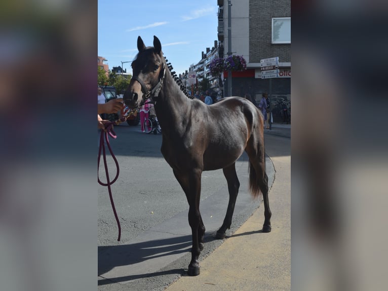 Pony Belga Stallone 2 Anni 148 cm Baio scuro in Nederhasselt