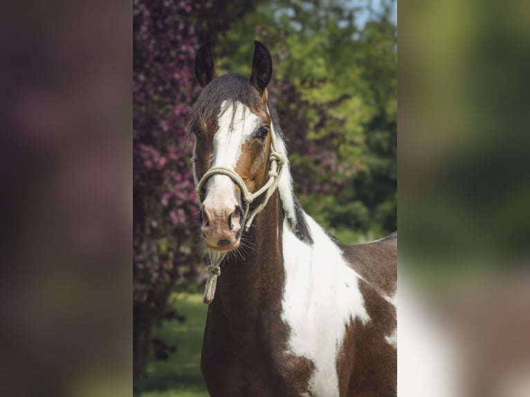 Pony Belga Stallone 3 Anni 142 cm  in Chailly-en-Gâtinais