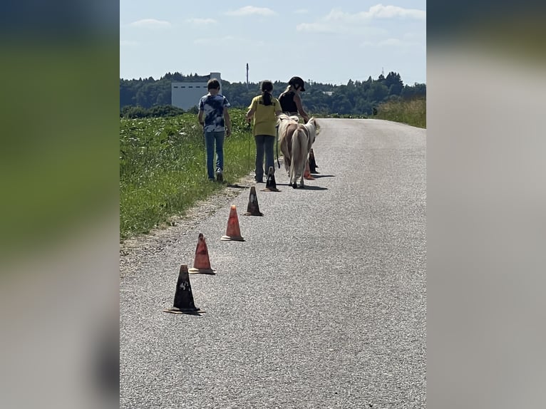 Pony Belga Stallone 3 Anni in Uttendorf