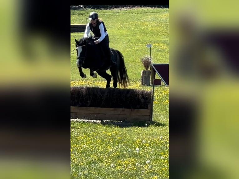 Pony Belga Stallone 4 Anni 148 cm Morello in Blangy-le-Château