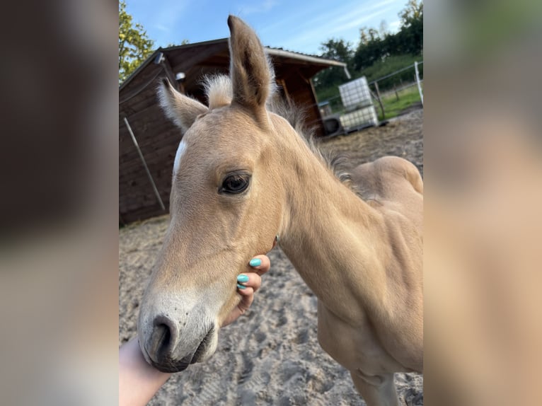 Pony Belga Stallone Puledri (06/2026) 145 cm Palomino in Hasselt