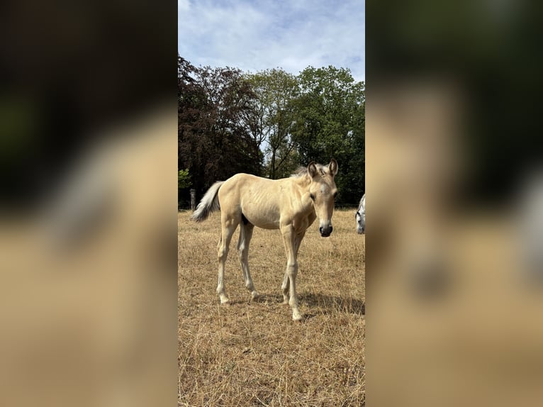 Pony Belga Stallone Puledri (06/2026) 145 cm Palomino in Hasselt