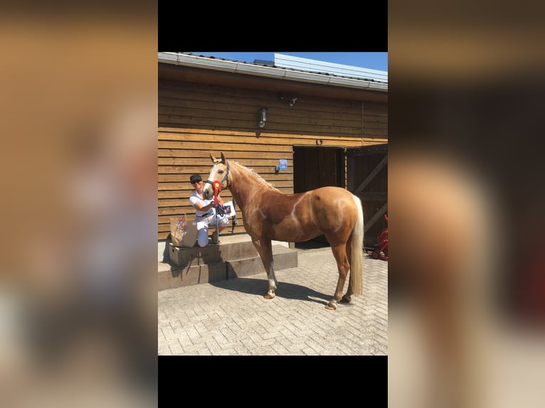 Pony belga Yegua 11 años 144 cm Palomino in Annen