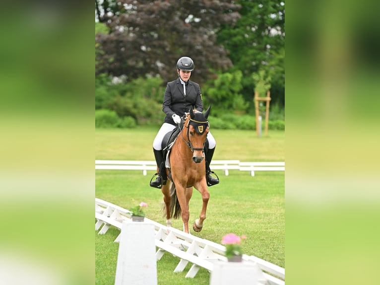 Pony belga Yegua 11 años 146 cm Alazán in Ilsfeld