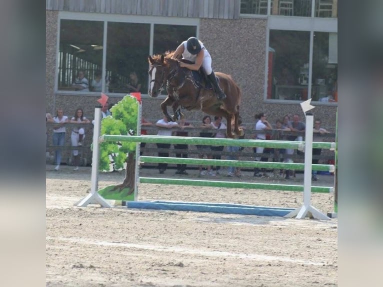 Pony belga Yegua 12 años 149 cm Alazán in chemin sauterre