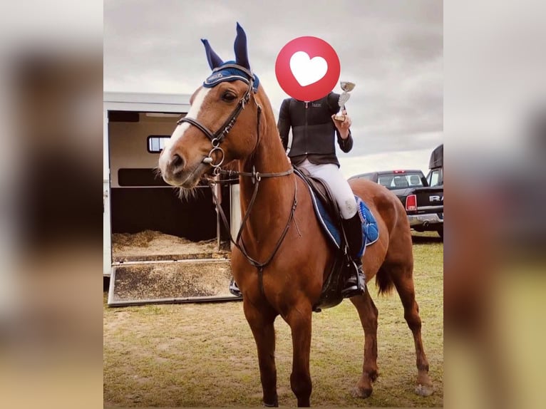 Pony belga Yegua 13 años 149 cm Alazán in chemin sauterre