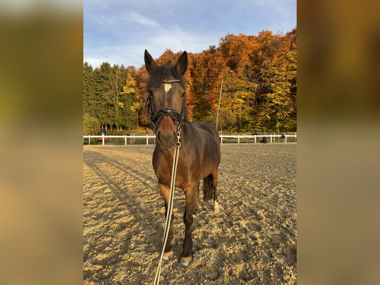 Pony belga Yegua 16 años 135 cm Castaño oscuro in Neubeuern