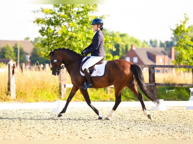 Pony belga Yegua 19 años 147 cm Castaño oscuro in Kortrijk
