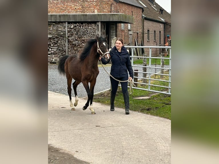 Pony belga Yegua 1 año 148 cm Castaño oscuro in Blaasveld