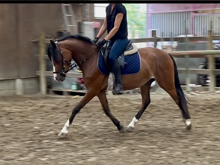 Pony belga Yegua 3 años 136 cm Castaño in GROTE-BROGEL