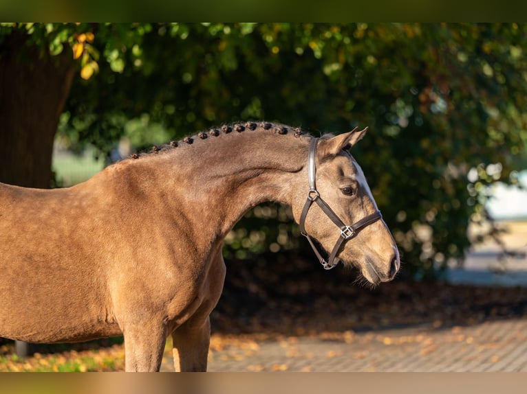 Pony belga Yegua 3 años 145 cm Tordo ruano in Kaulille