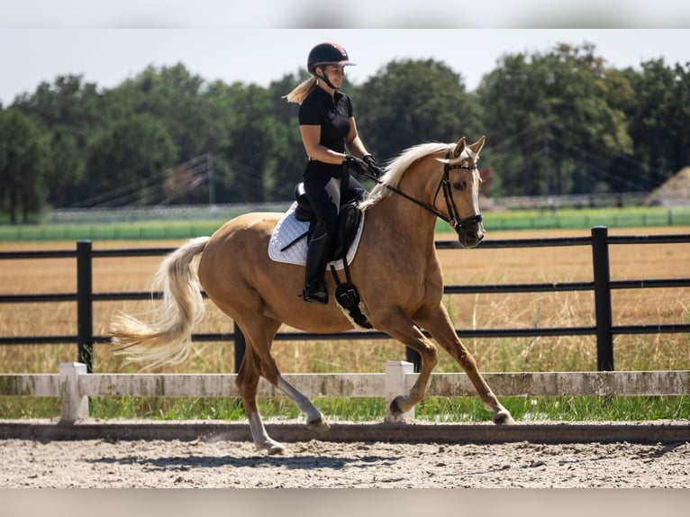 Pony belga Yegua 4 años 147 cm Palomino in Moerbeke-Waas