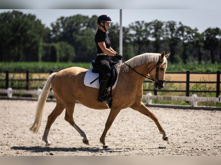 Pony belga Yegua 4 años 147 cm Palomino in Moerbeke-Waas