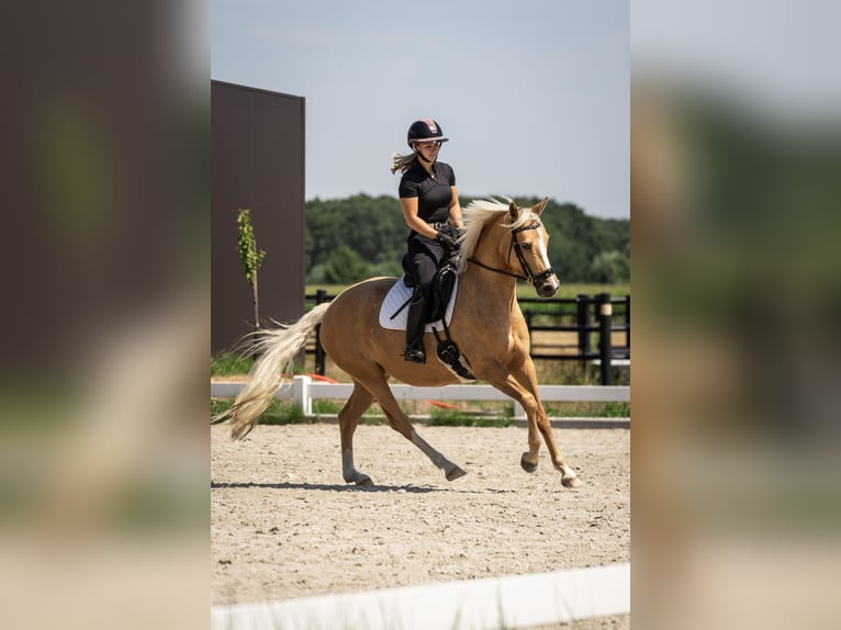 Pony belga Yegua 4 años 147 cm Palomino in Moerbeke-Waas
