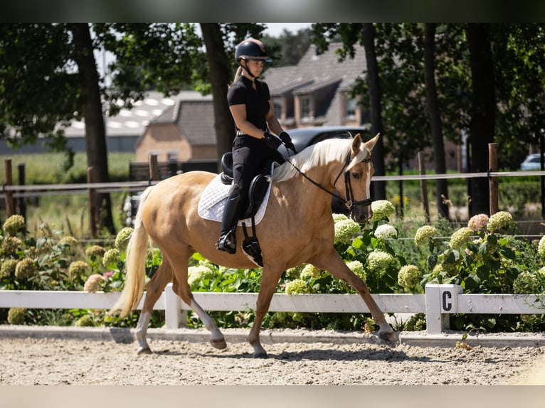 Pony belga Yegua 4 años 147 cm Palomino in Moerbeke-Waas