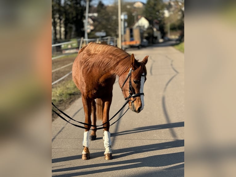 Pony belga Yegua 5 años 145 cm Alazán in Saarbrücken