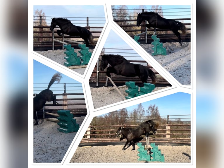 Pony belga Yegua 5 años 145 cm Tordillo negro in Sprimont