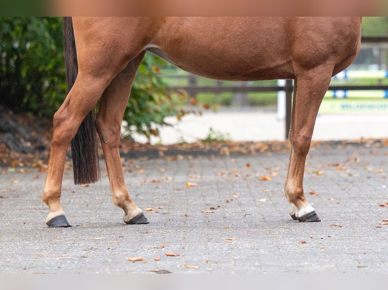 Pony belga Yegua 5 años 147 cm Alazán in Kaulille