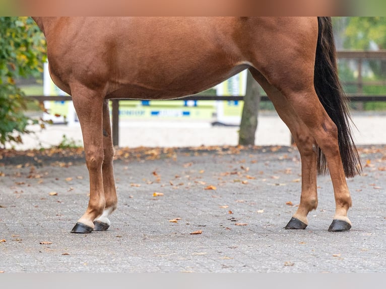 Pony belga Yegua 5 años 147 cm Alazán in Kaulille