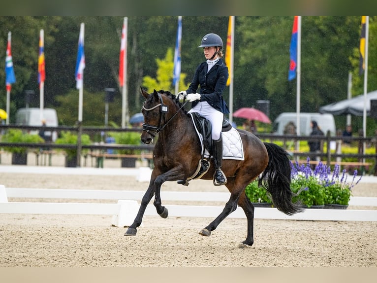 Pony belga Yegua 6 años 140 cm Castaño oscuro in Goch