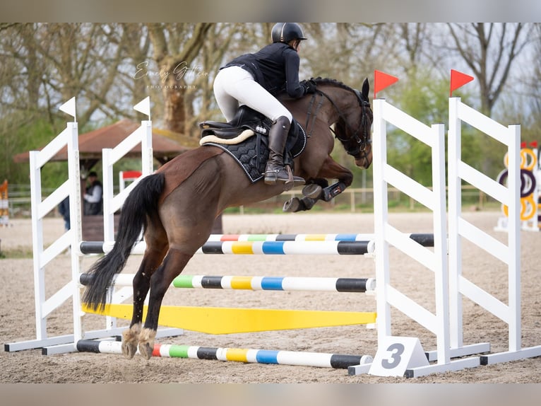 Pony belga Yegua 6 años 142 cm Castaño in Bruchsal